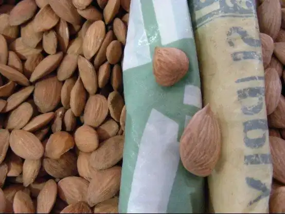 苦杏仁 prunus armeniaca l.var.ansu maxim.