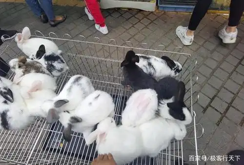 这个花鸟市场的规模还是挺大的,基本上集中了花鸟市场需求的各个门类.