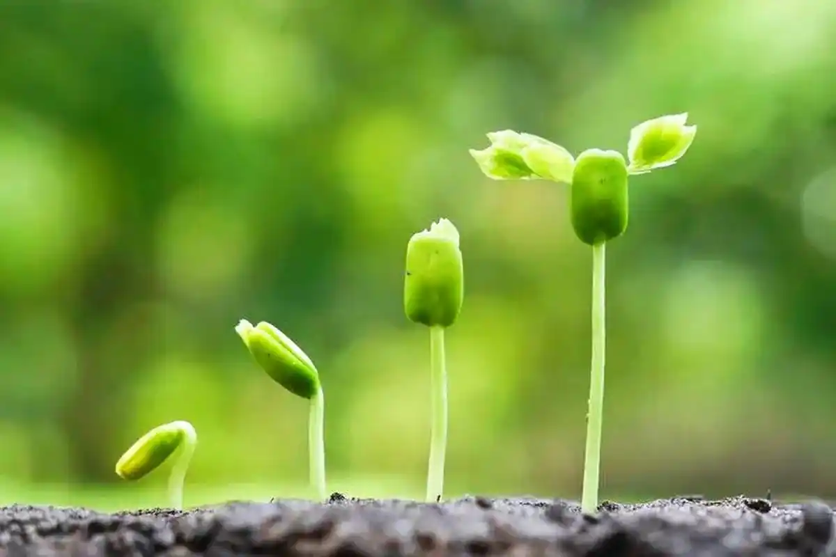 迎着温暖的阳光,积极向上,生机蓬勃!#植物趣图