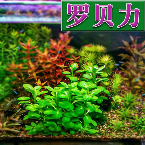 罗贝力造景易活懒人植物茎类中景前景鱼缸坨草水草