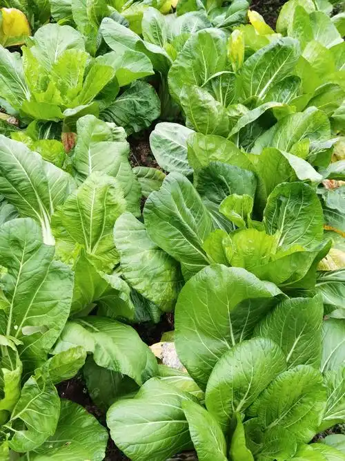 菜园里长着特别翠绿的青菜,这里的日夜温差大,可真是环保无公害蔬菜