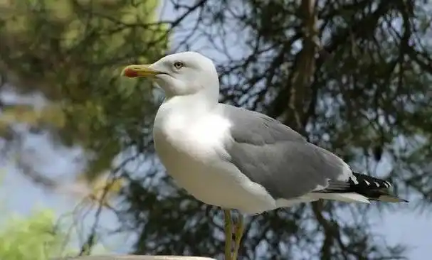 一飞整月不落地的信天翁,睡着还能继续飞,人送绰号"海上天使"