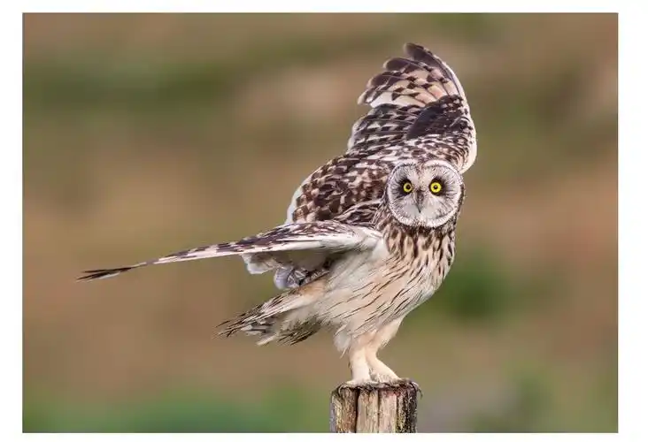 40张野生动物摄影获奖佳作欣赏3