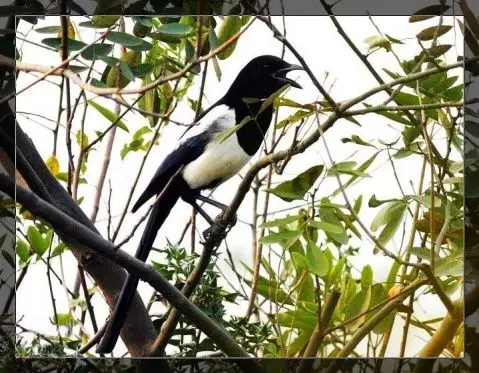 好象还没听说有人嫌弃喜鹊的叫声讨厌.