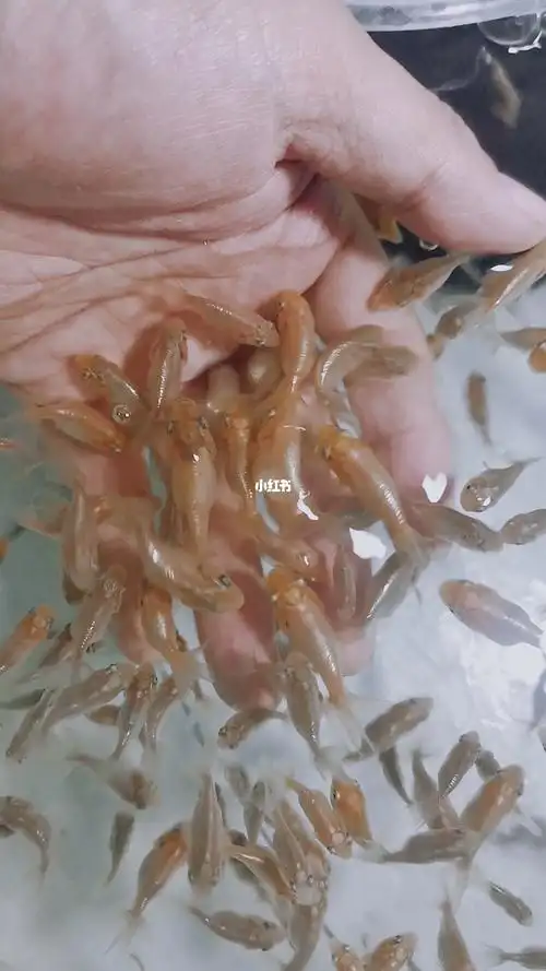 第一次繁殖金鱼鱼苗快速生长中