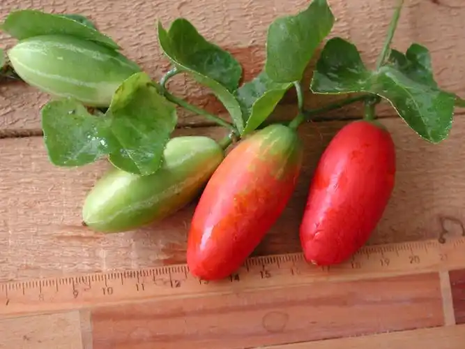 红瓜属於攀缘性草本          单叶互