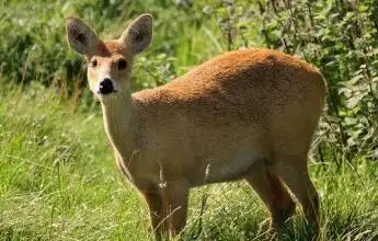 小编当地被称为山麂子,山啸鹿,因为这种动物常常会发出一种古怪的叫声