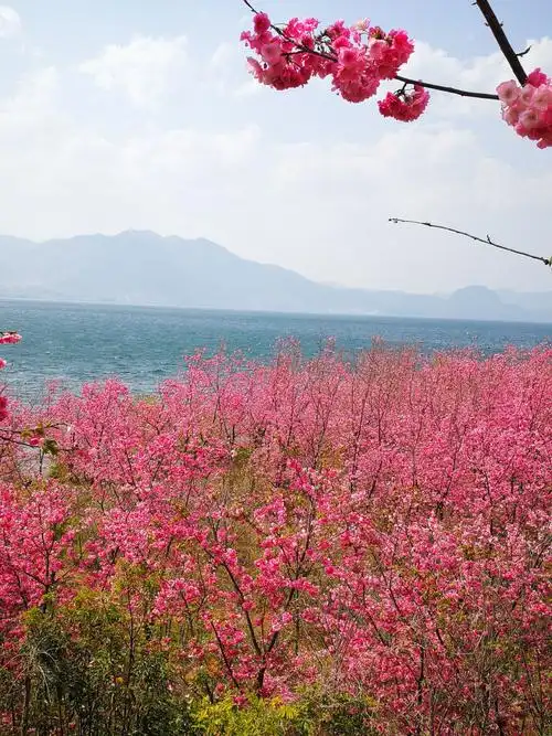 抚仙湖畔樱花谷