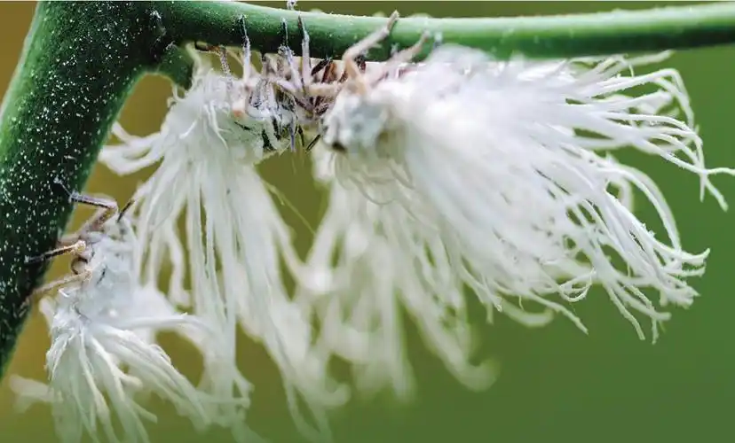 白翅蜡蝉若虫美轮美奂的霓裳之舞