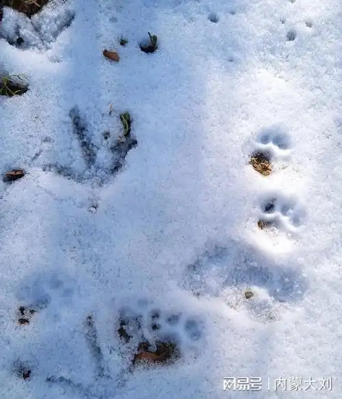 乌鲁木齐雪后山上留下一串小动物的脚印猜猜这是什么飞禽走兽