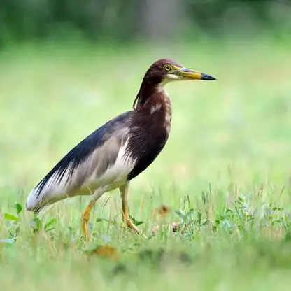 /i>)是鹳形目鹭科的 a target="_blank" href="/item/鸟类/278334"