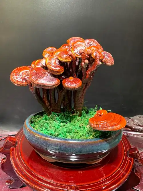 成品灵芝盆景盆栽观赏室内客厅办公桌创意装饰趣味种植干灵芝