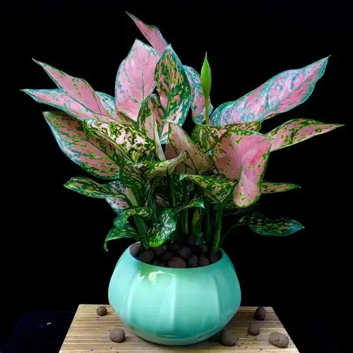 室内如意皇后吉祥花净化空气观叶植物植物盆栽吉利万年青花卉