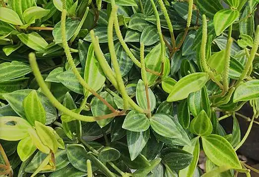 钻石翡翠植物会开花吗,翡翠钻石开花后怎么养/拔掉花葶