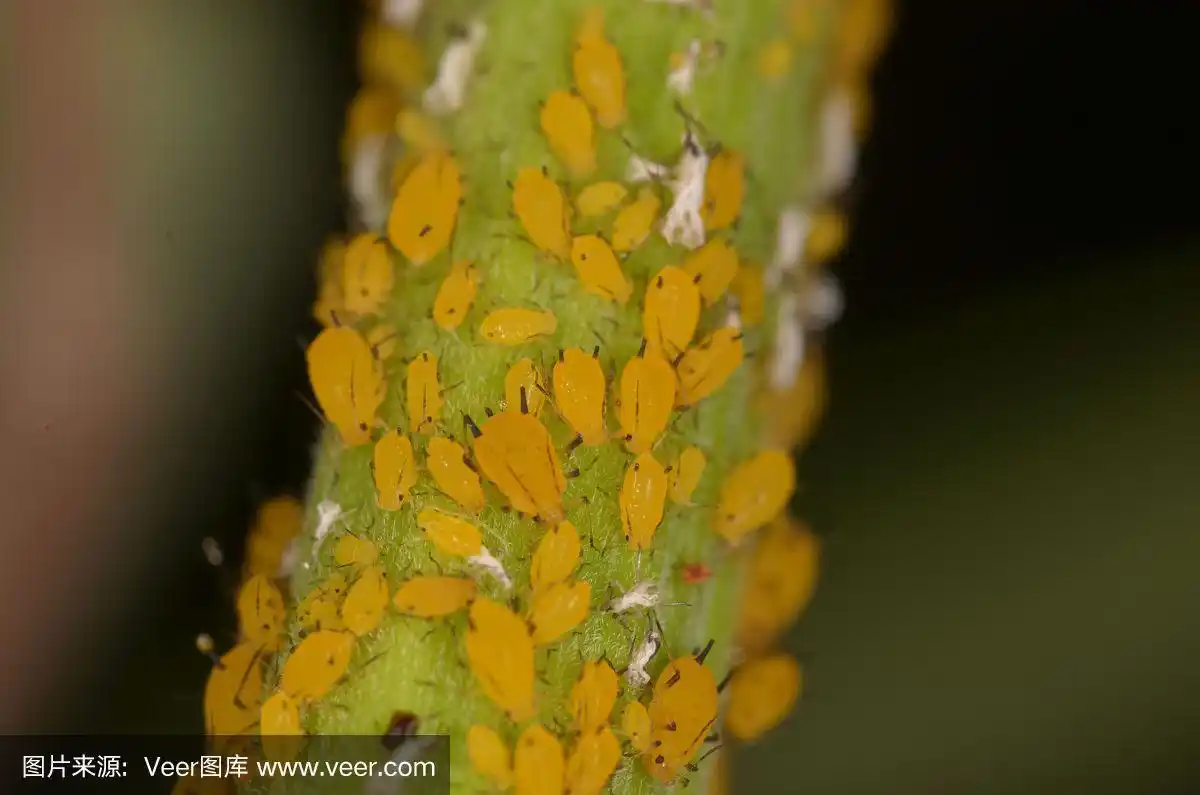 绿色夹竹桃籽荚上的一大群黄色蚜虫