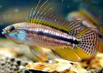 麻粒脸猛露的相册-南美短鲷