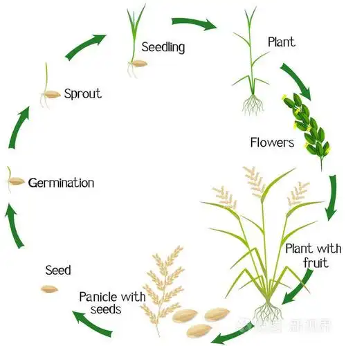在白色背景下分离的水稻植株生长周期