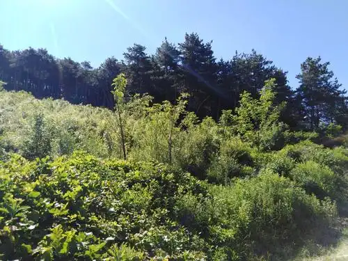 植被分界线,这边是较矮的植被,那边就是原始森林.