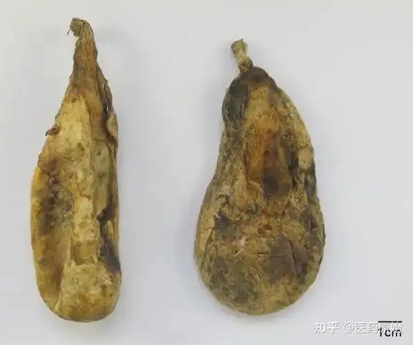 带你识别熊胆 - 知乎