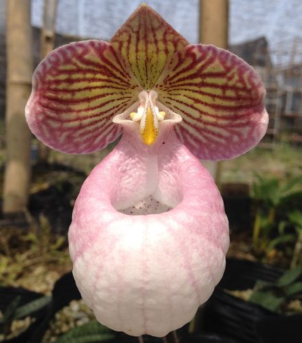 兰花-兜兰,拖鞋兰-硬叶兜兰paphiopedilum wardii玉女