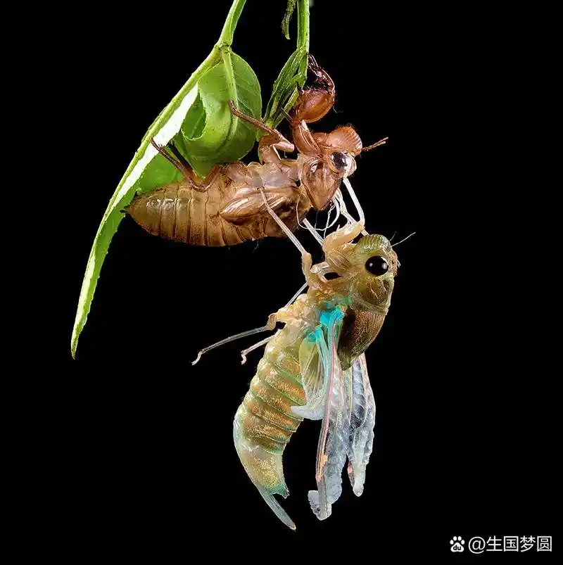 99  这个小小的生命,用尽全身的力气,一点一点地挣扎,直到最终从旧