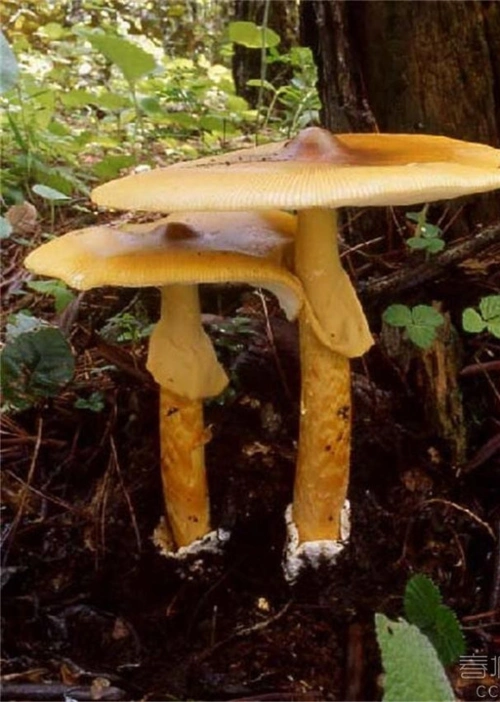 野生蘑菇有没有毒用这个测一测就知道