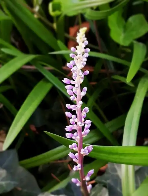 吉祥草吉祥草又名紫衣草,是百合科,吉祥草属多年生常绿 - 花粉随手拍