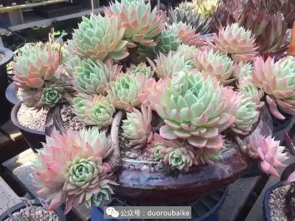 20年老桩三色堇,养一个孩子的时间来养肉,任性!