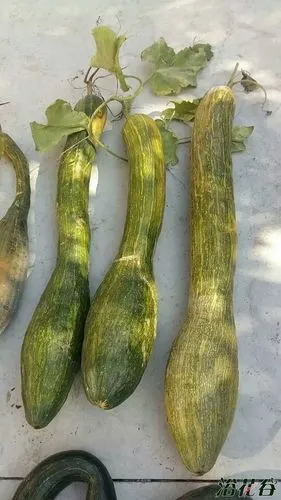 我家的老倭瓜收获了.