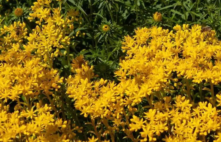 15种低矮的户外植物,容易打理,更能为花园增强整体的观景效果