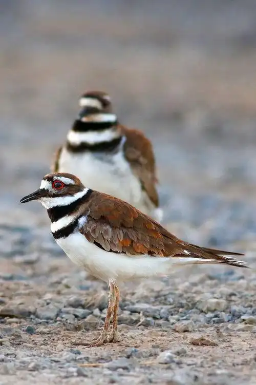 鸻形目·鸻科·鸻属:双领鸻