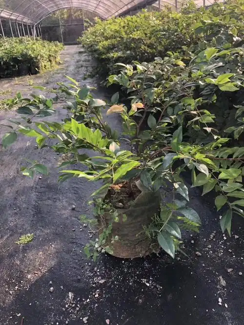 供应大厅  种子种苗  嘉宝果苗  艾斯卡嘉宝果原产于巴西地区,它最大