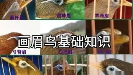 贵州山区野生画眉鸟叫声欣赏(31)配画眉鸟基础知识