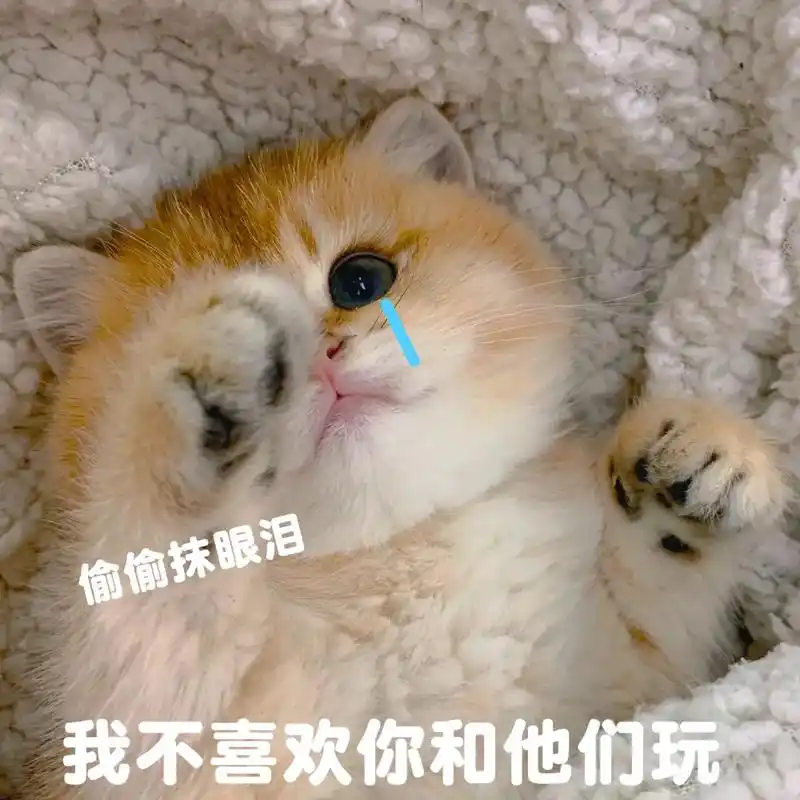 猛猪哭泣,你快点哄我一下!#猫咪表情包 #表情包 #猫咪 - 抖音