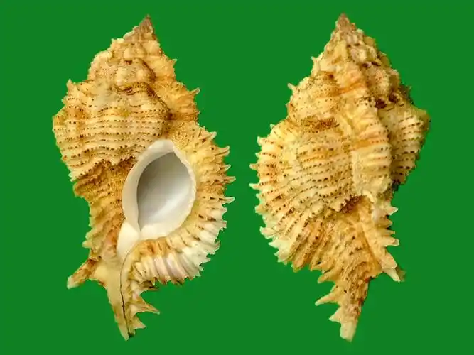 b. sowerby iii, 1889)科名:骨螺科(muricidae)产地:philippines.