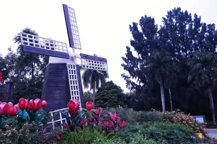 荷兰花卉小镇打卡