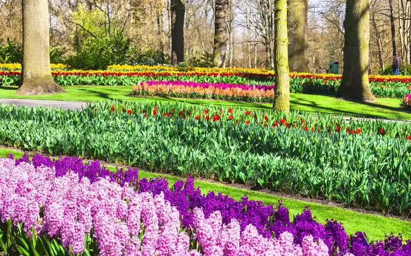 美丽的花海1280x720分辨率下载,美丽的花海,高清图片,壁纸,自然风景