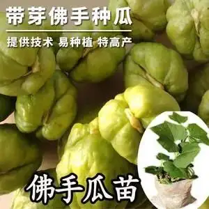 佛手瓜种子种籽佛手瓜苗子扶手瓜树苗龙须菜种孑秧苗瓜苗四季蔬菜