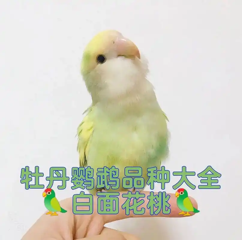 97牡丹鹦鹉品种大全971078白面花桃78 92牡丹鹦鹉品种颜色
