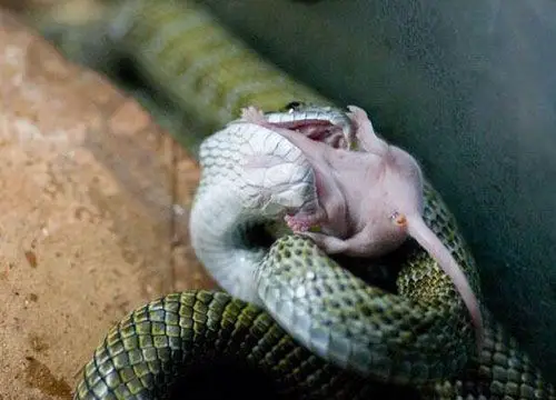 组图:实拍蛇吞小白鼠瞬间(恐怖西)