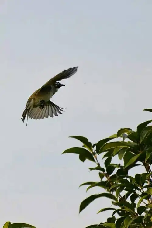 柴永峰摄影～〔飞鸟(白头鹎)