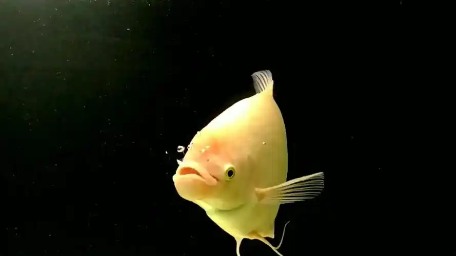 招财鱼怎么养及喂养技巧,招财鱼吃什么长最快,招财鱼怎么养