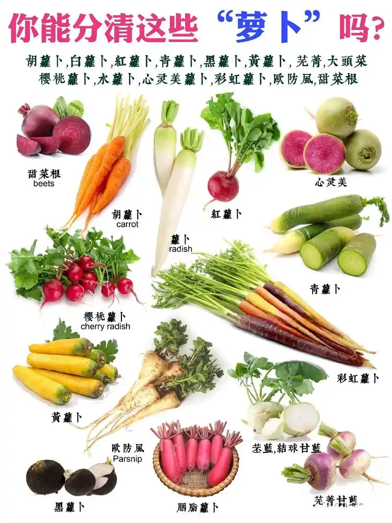 你能分清这些萝卜吗?