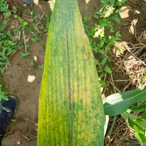 关注注意防治玉米褐斑病