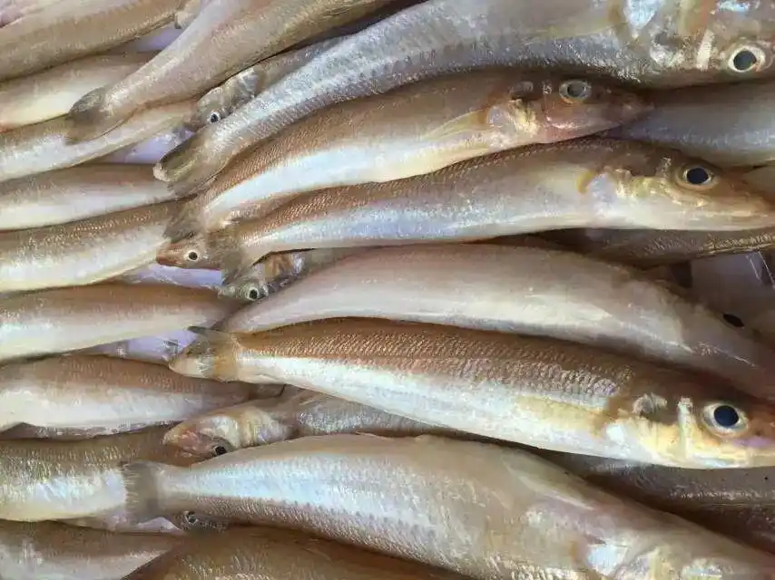 图 | 东山岛海滨吃货鲜度好的沙梭鱼肉质雪白有透明感,肉质细腻,清爽