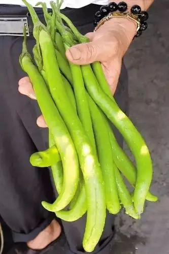 茄中上品佛山名优农产品盐步秋茄上市全席30多道菜式