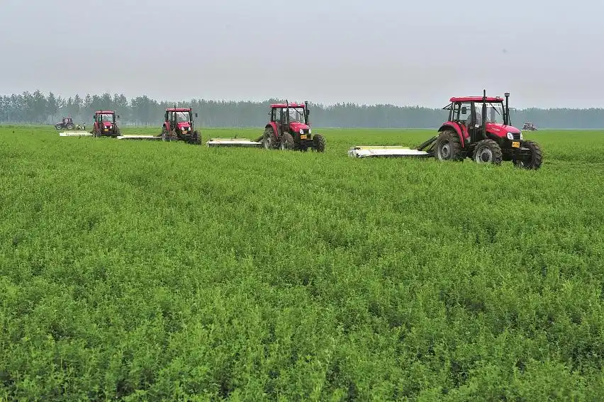 库伦旗牧草销售,库伦旗牧草种植