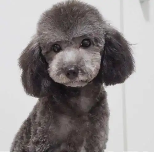 在挑选高贵,优雅灰色泰迪时,你应该了解这些常识