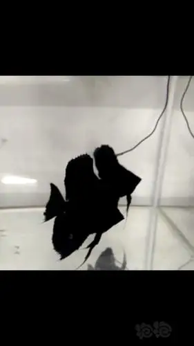 【鱼类】出点虎头拉丝墨燕肉身3厘米左右,有喜欢的可以留言.