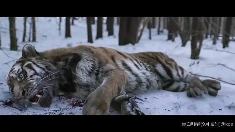 奉上被花环王猎杀的猛虎图